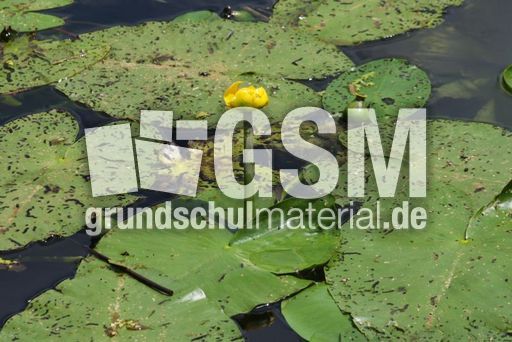 Gelbe-Teichrose_1130.jpg
